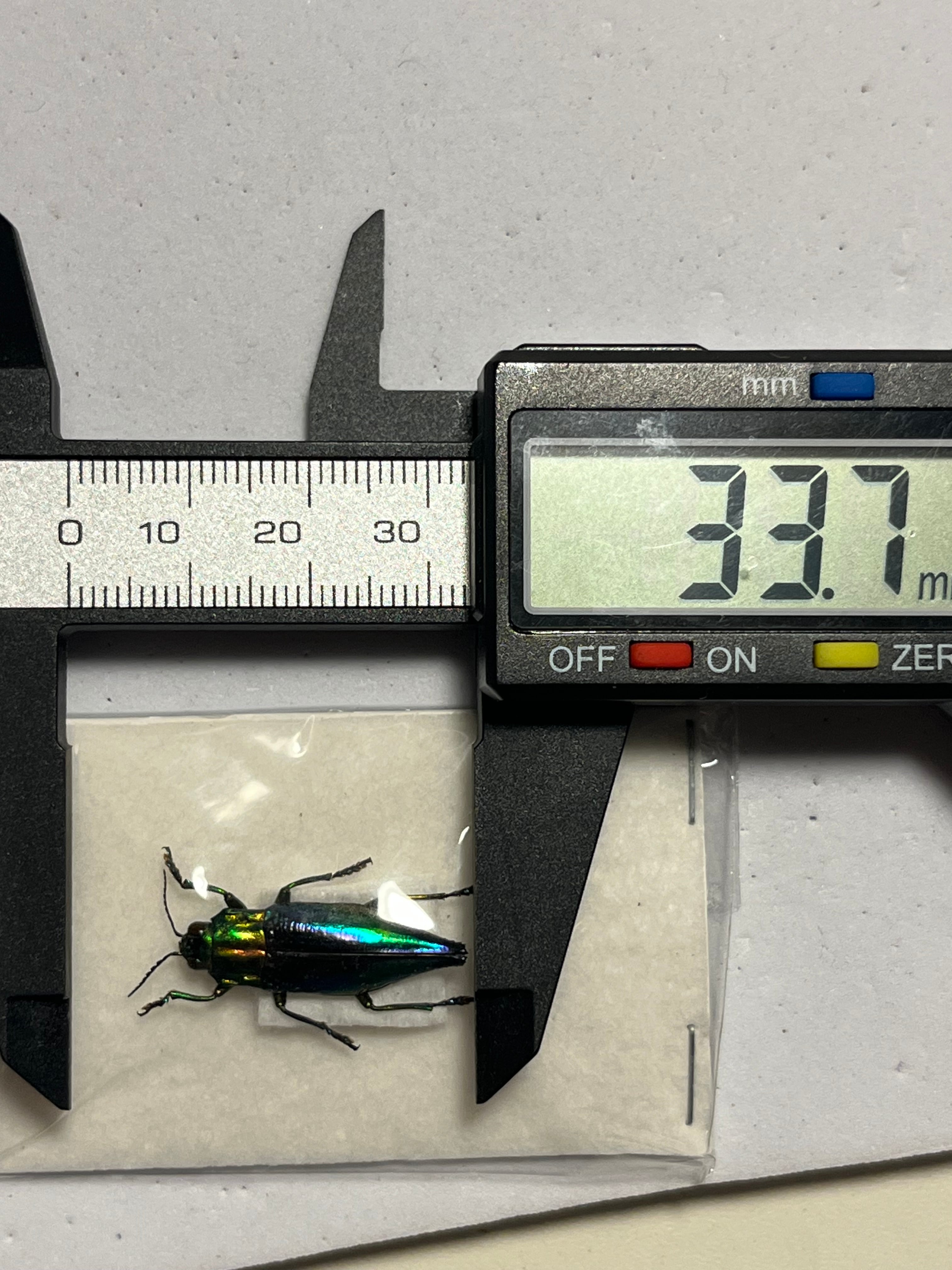 【玉虫最大級】アラメオオルリタマムシ 標本 スハンダエプラチナコガネコブハムシ 玉虫最大級】アラメオオルリタマムシ 標本 スハンダエプラチナコガネ