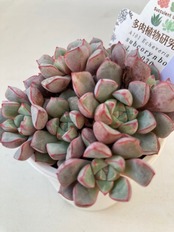 【現物商品】サブコリンボサ ラウ030 ①