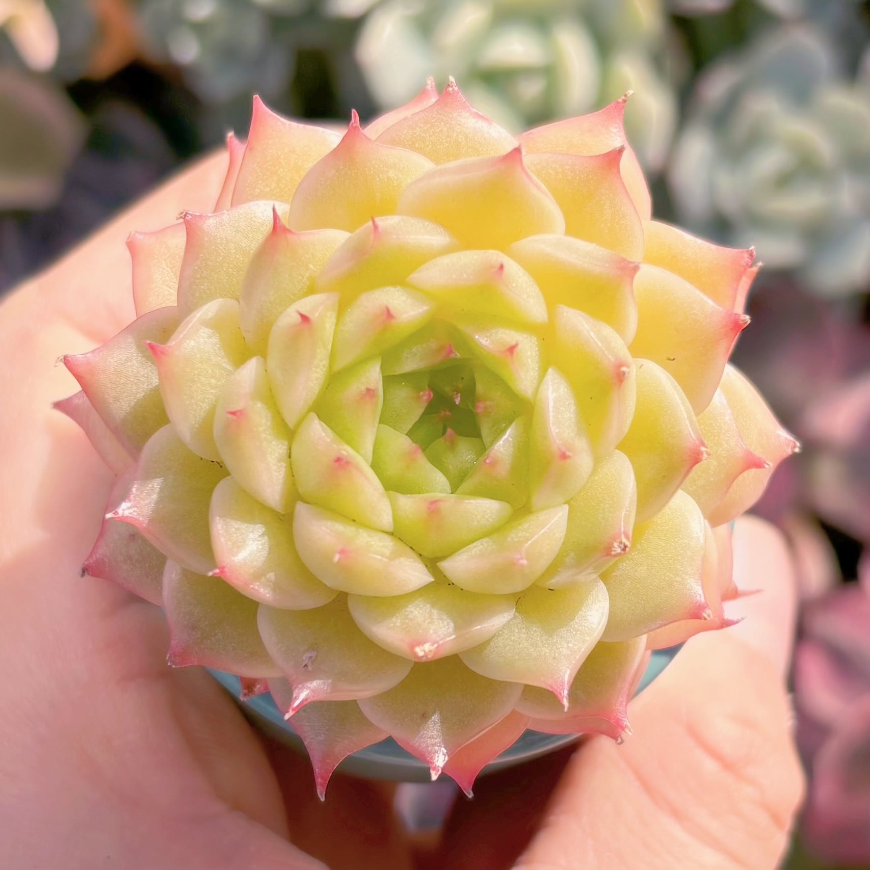 多肉植物 松の実 新入荷 るる農園 | るる農園~多肉植物専門