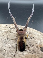 【WD】《メタリフェルホソアカ亜種finae 85mm ペア》