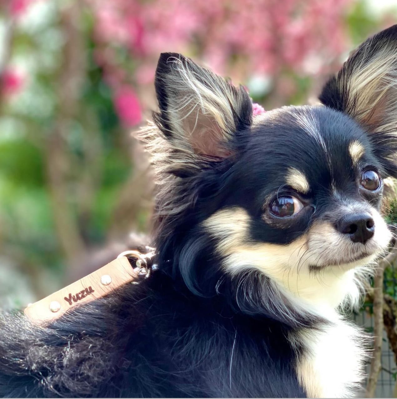 首輪・ハーネス・迷子札 rin0311 Amazon | 犬 首輪 ハーネス用 名札 平面仕様 ネーム プレート ID