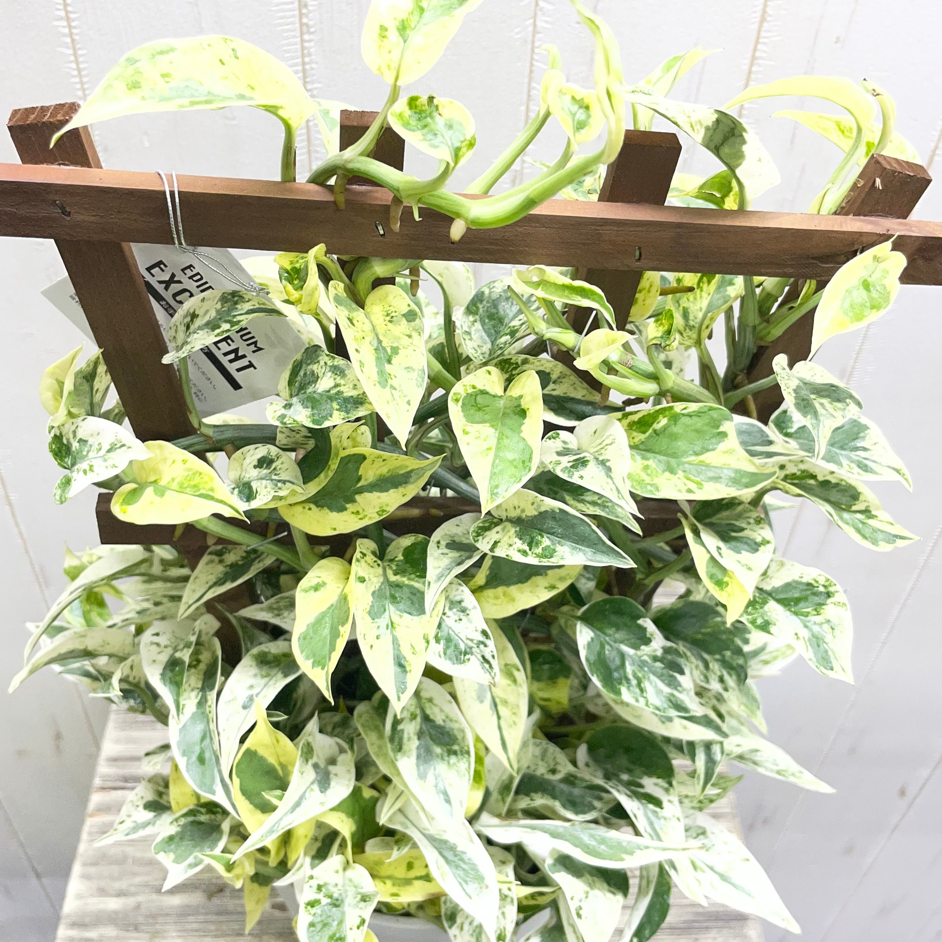 3年半ぶり入荷】ポトス エクセレント フェンス仕立て｜希少な斑入りの