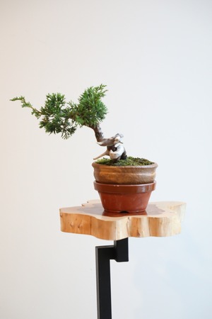 【S】糸魚川真柏 盆栽/Juniper Shimpaku 　※樹齢15年