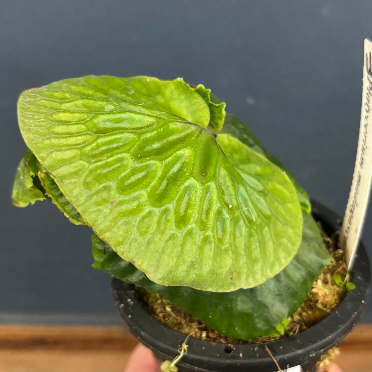 ビカクシダ　マダガスカリエンセ　P.madagascariense【777】