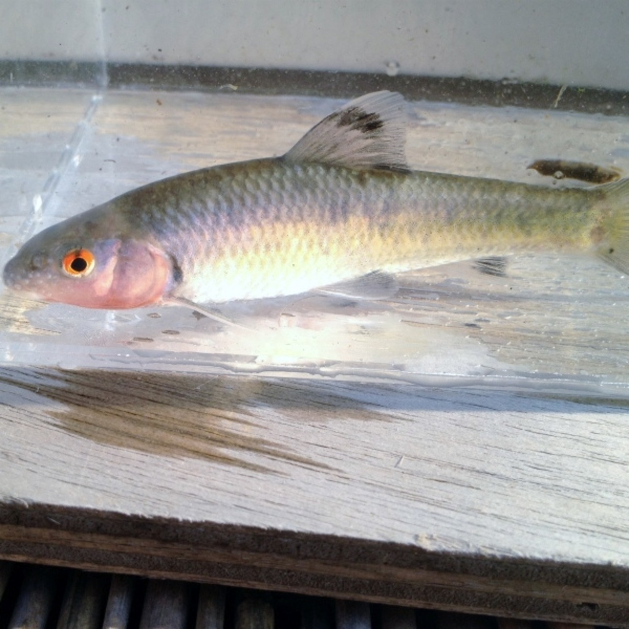 （淡水魚）ヒガイ（ビワヒガイ）　8～12cm±（オス・1匹）【生体】