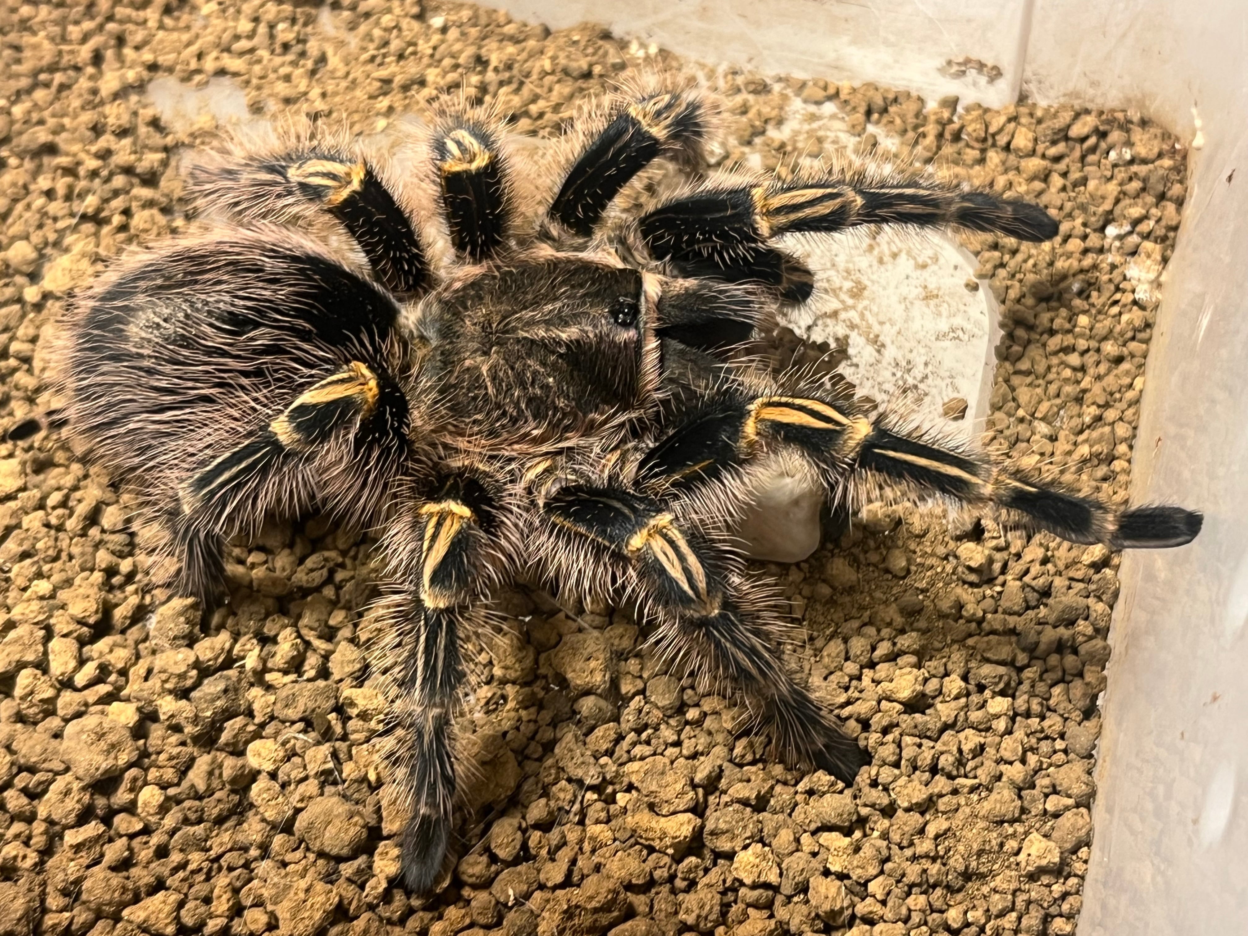 ♀確定】アマゾンジャイアントピンクトゥツリースパイダータランチュラ