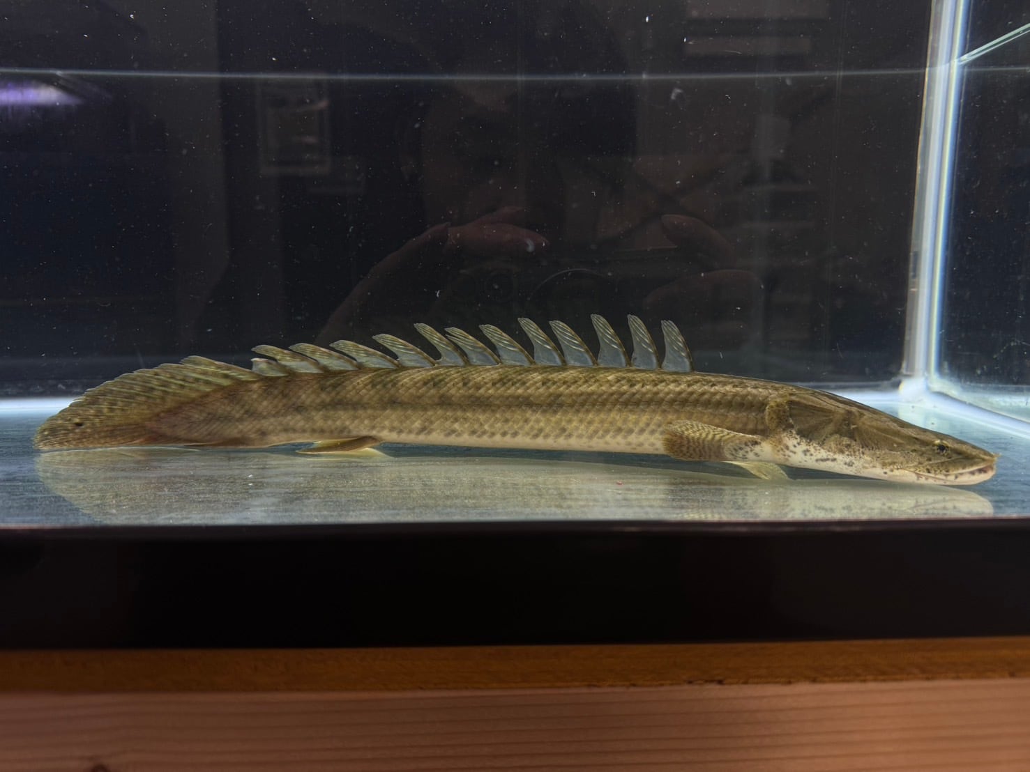 チャドビキール Po.ビキール・ビキール ”チャド” 64cm No.2 : WORLD RIVERS net - 通販