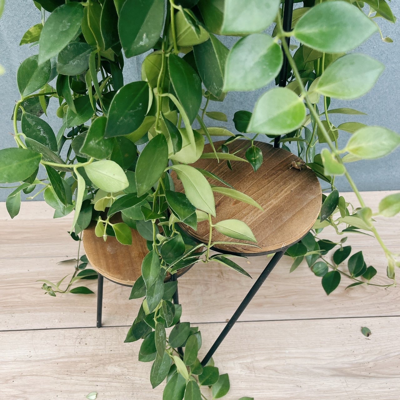 ［現品］95番　エスキナンサス　モナリザ　5号　観葉植物　室内　吊り下げ　人気 現品］95番 エスキナンサス モナリザ 5号 観葉植物 室内 吊り下げ