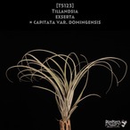 【送料無料】exserta × capitata var. domingensis〔エアプランツ〕現品発送T5123
