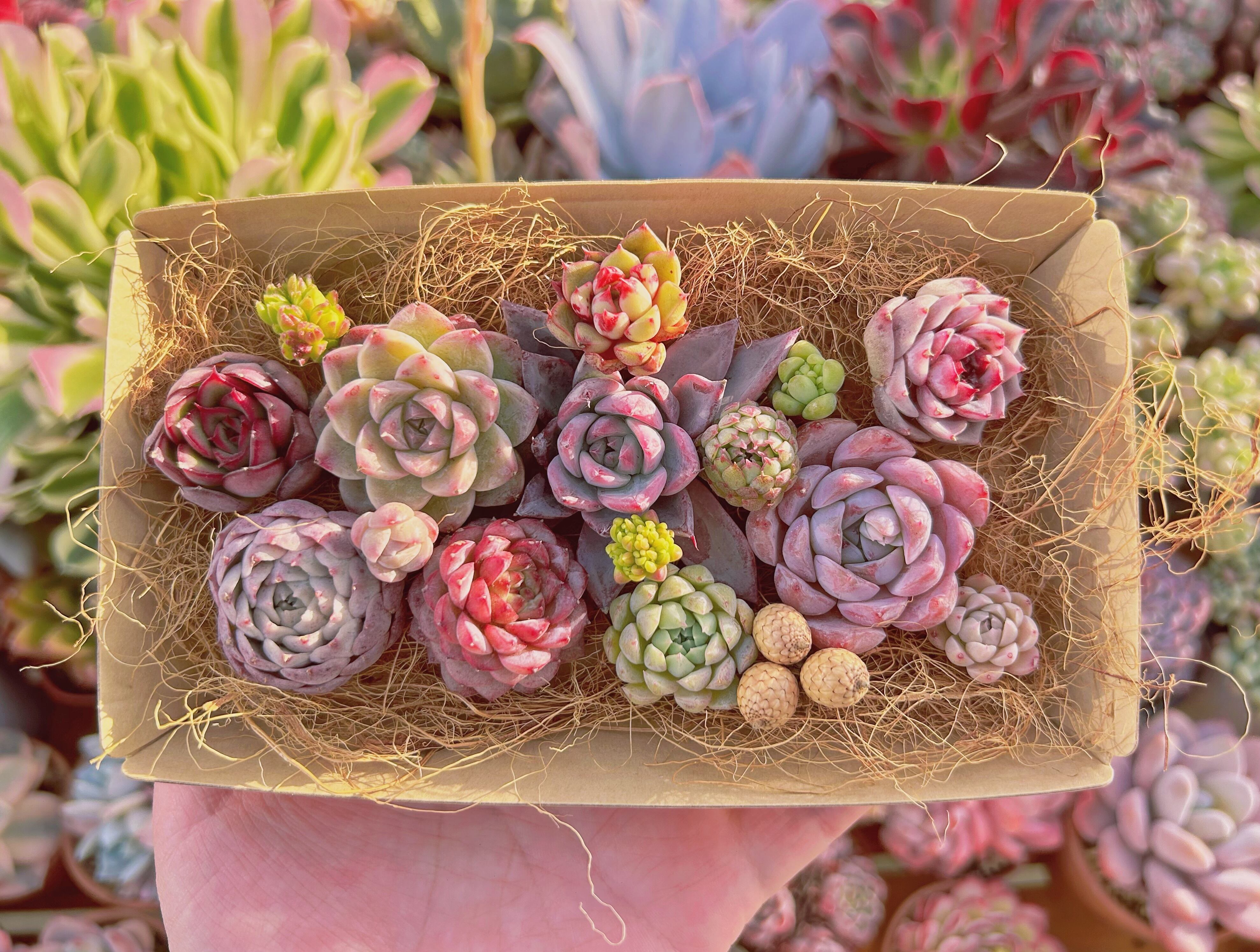 #526現物　多肉お弁当　トレーのまま発送