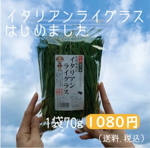 【販売中】イタリアンライグラス70g 　ラビッツ