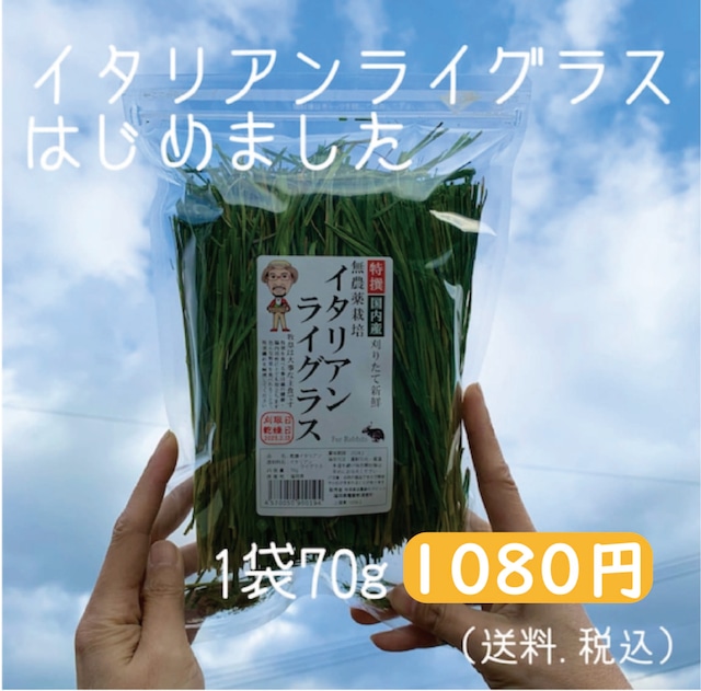 【販売中】イタリアンライグラス70g 　ラビッツ