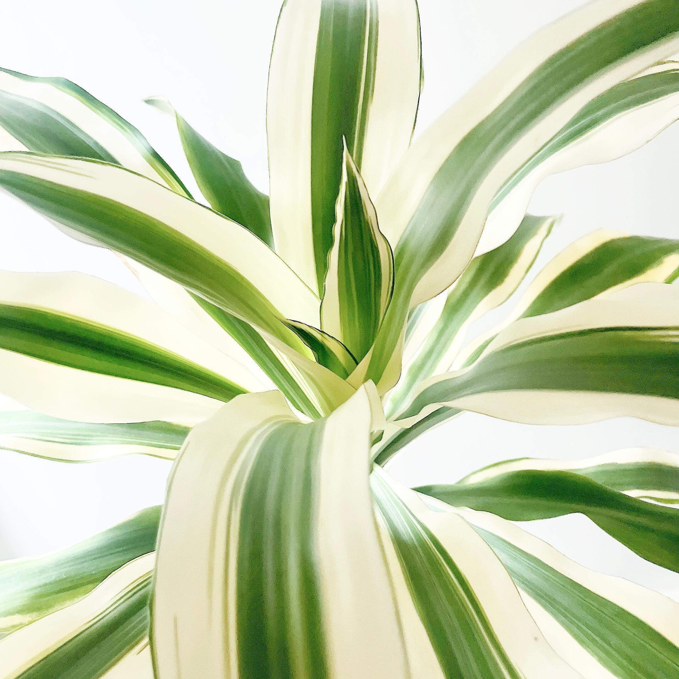 【特A品】オリーブ チプレッシーノ Lサイズ 観葉植物 calm cafe 特A品】オリーブ チプレッシーノ Lサイズ 観葉植物 calm cafe