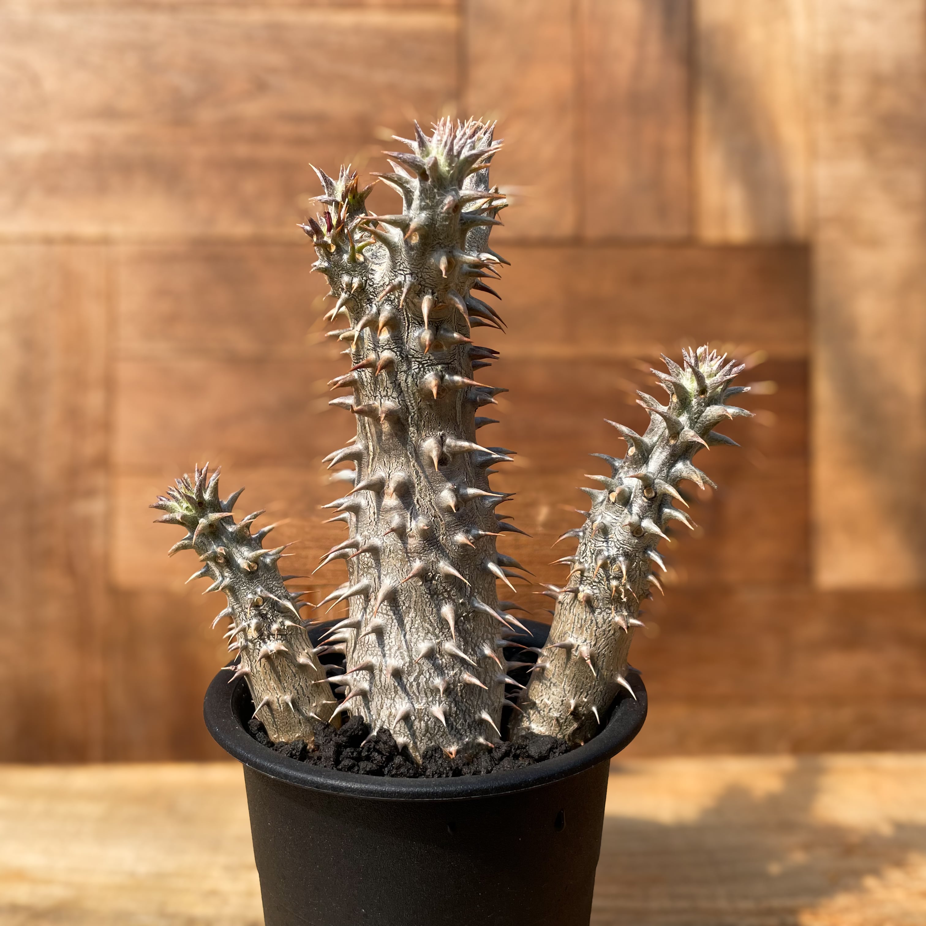 Pachypodium densiflorum【パキポディウム・デンシフローラム・実生 