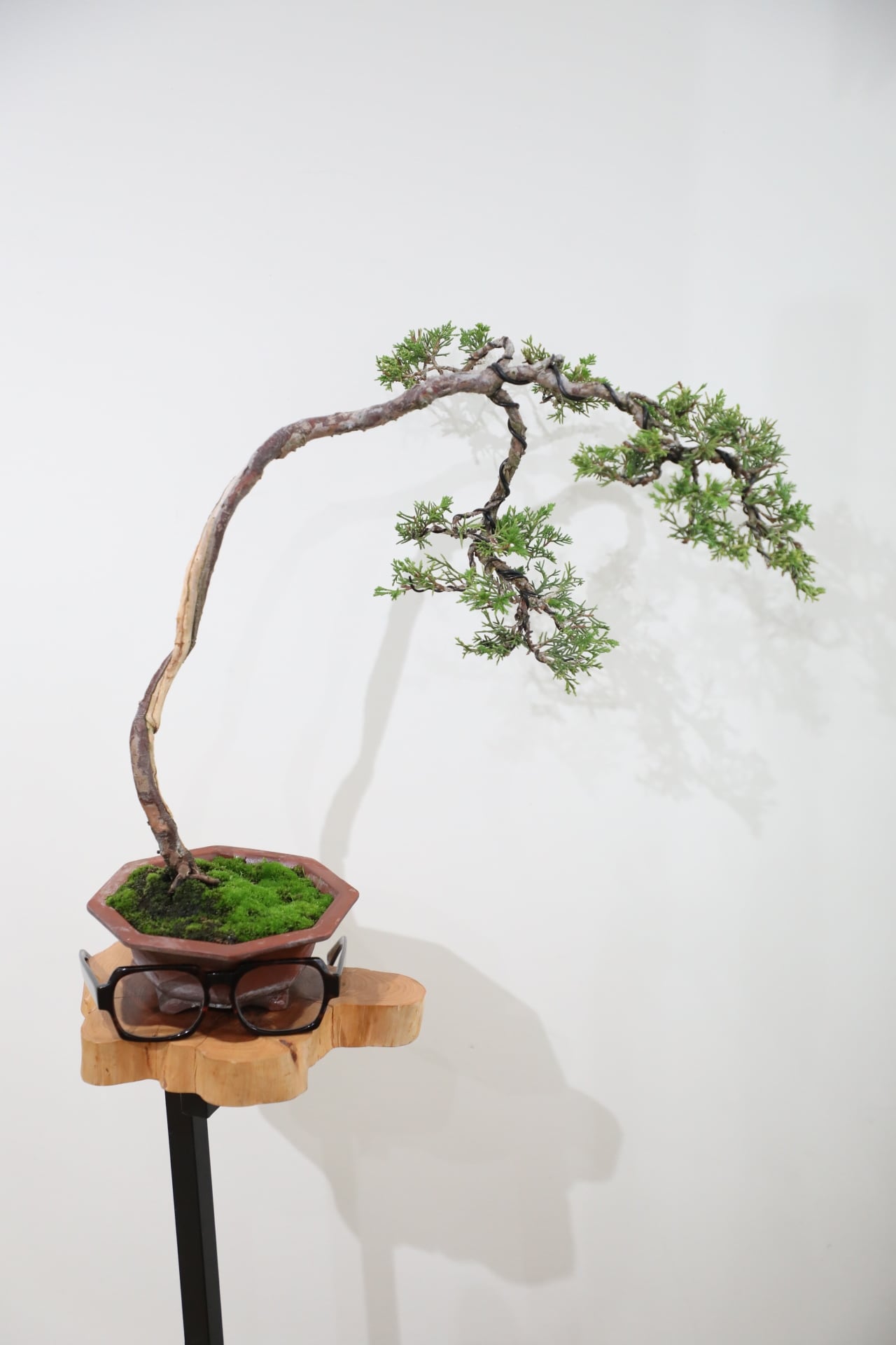 M】糸魚川真柏 盆栽 ※推定樹齢35年/Juniper Shimpaku | 【厳選植物・器