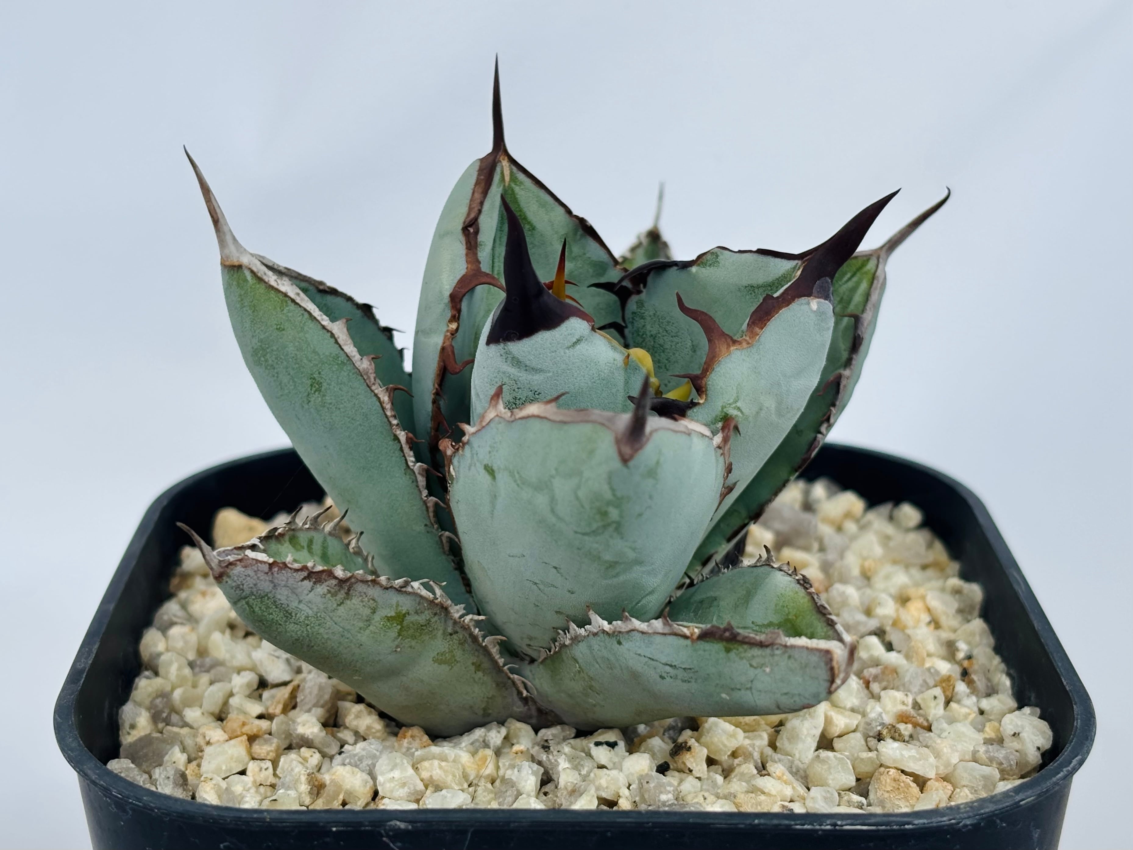 Agave titanota アガベ チタノタ ノーネーム 多肉植物 | plants MARU
