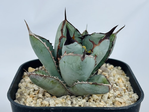 Agave titanota　アガベ　チタノタ　BB　ブラックアンドブルー　多肉植物