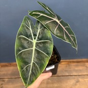 アロカシア　スーヒルマニアナ　purple vein【874】