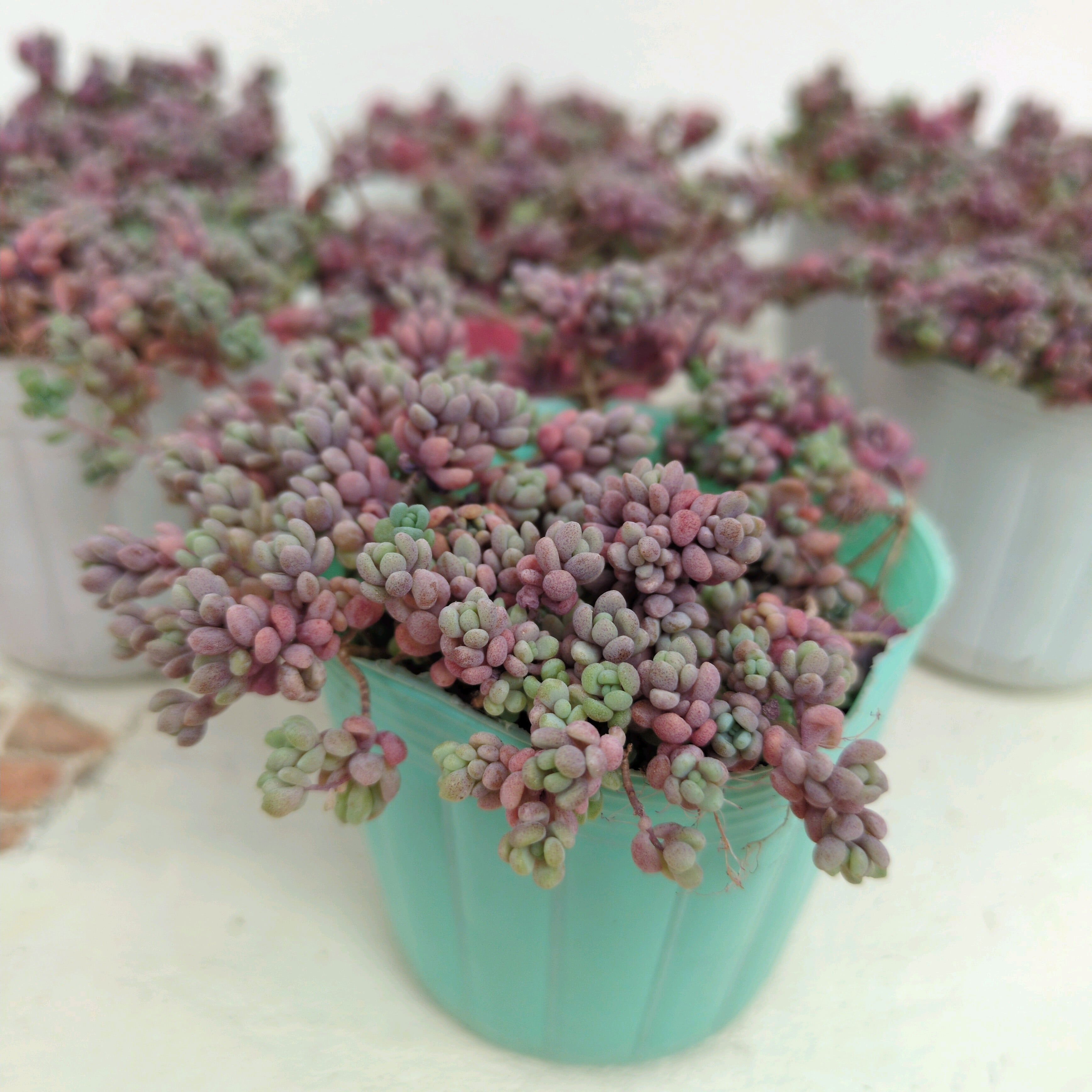 多肉植物 アエオニウム 孔雀白錦 レア #sb 5 | Pay ID