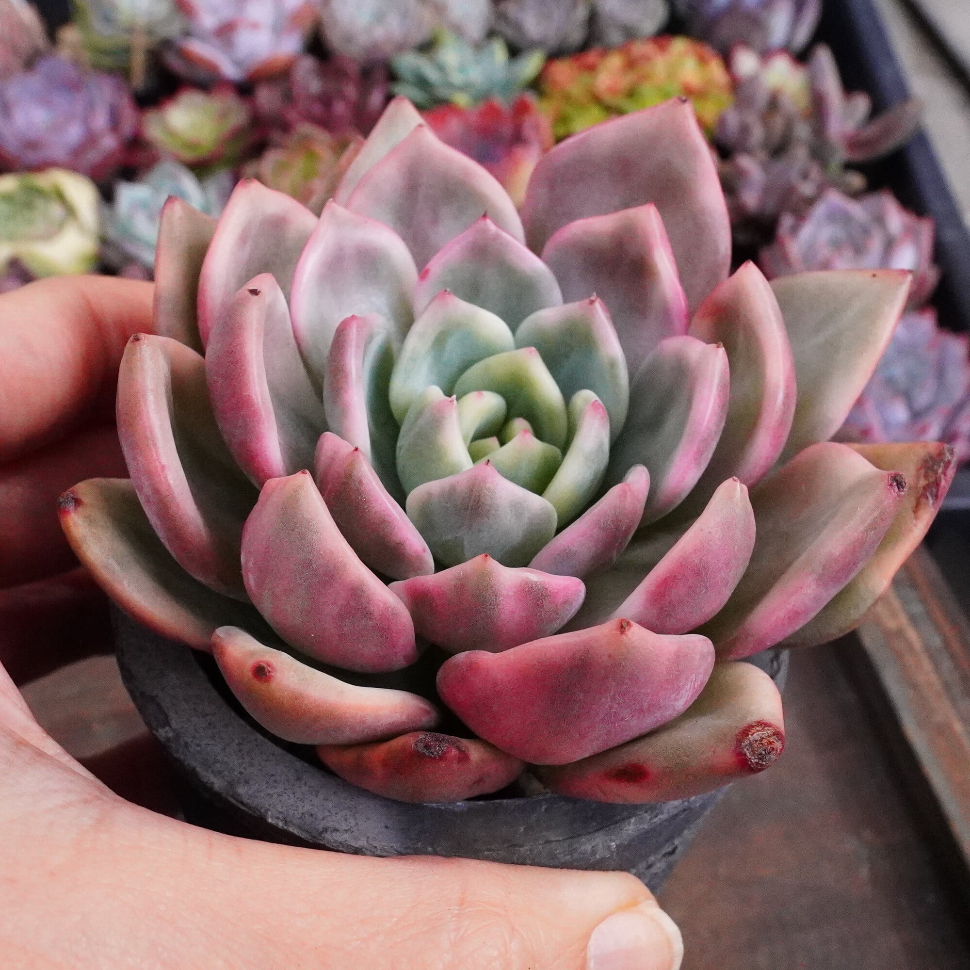 エレン カット苗 グラプトベリア 多肉植物 エレン カット苗