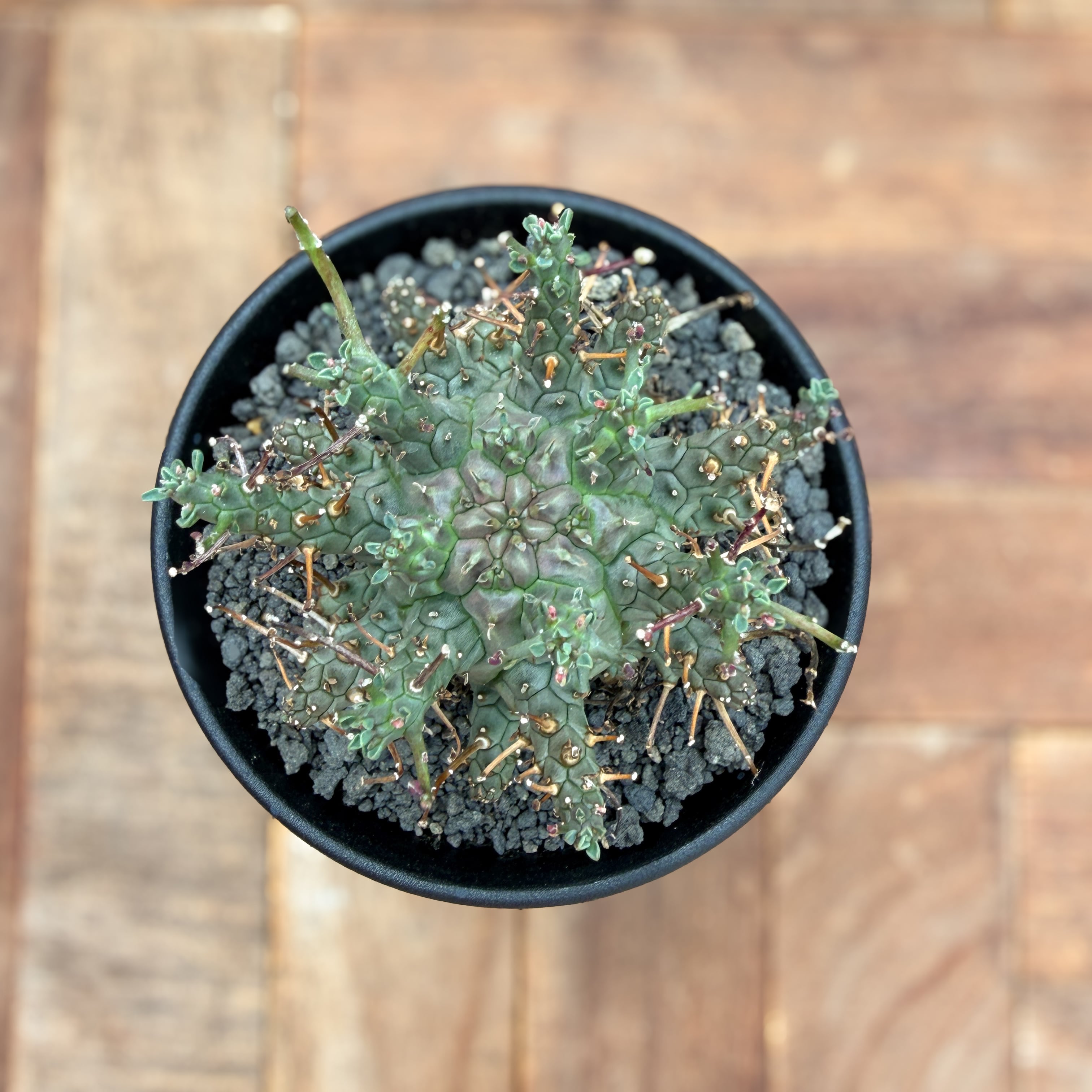 Euphorbia Decepta【ユーフォルビア・デセプタ・実生】 | RIMO'S GREEN