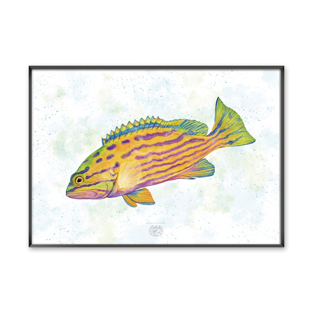 【海のいきものアートポスター／魚】フレームエンゼルフィッシュ