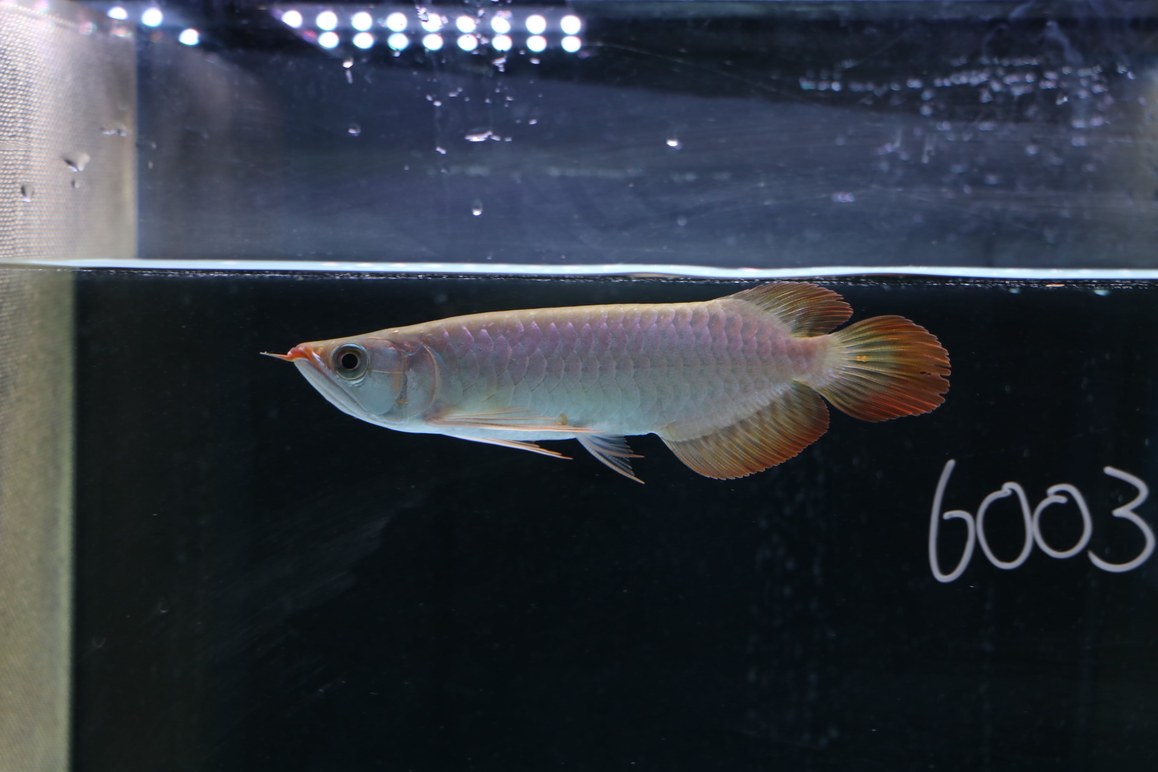 プラチナエンドリケリー  40センチ 完璧☆プラチナエンドリケリー(極美個体) ±34cm | アロワナ等の大型魚