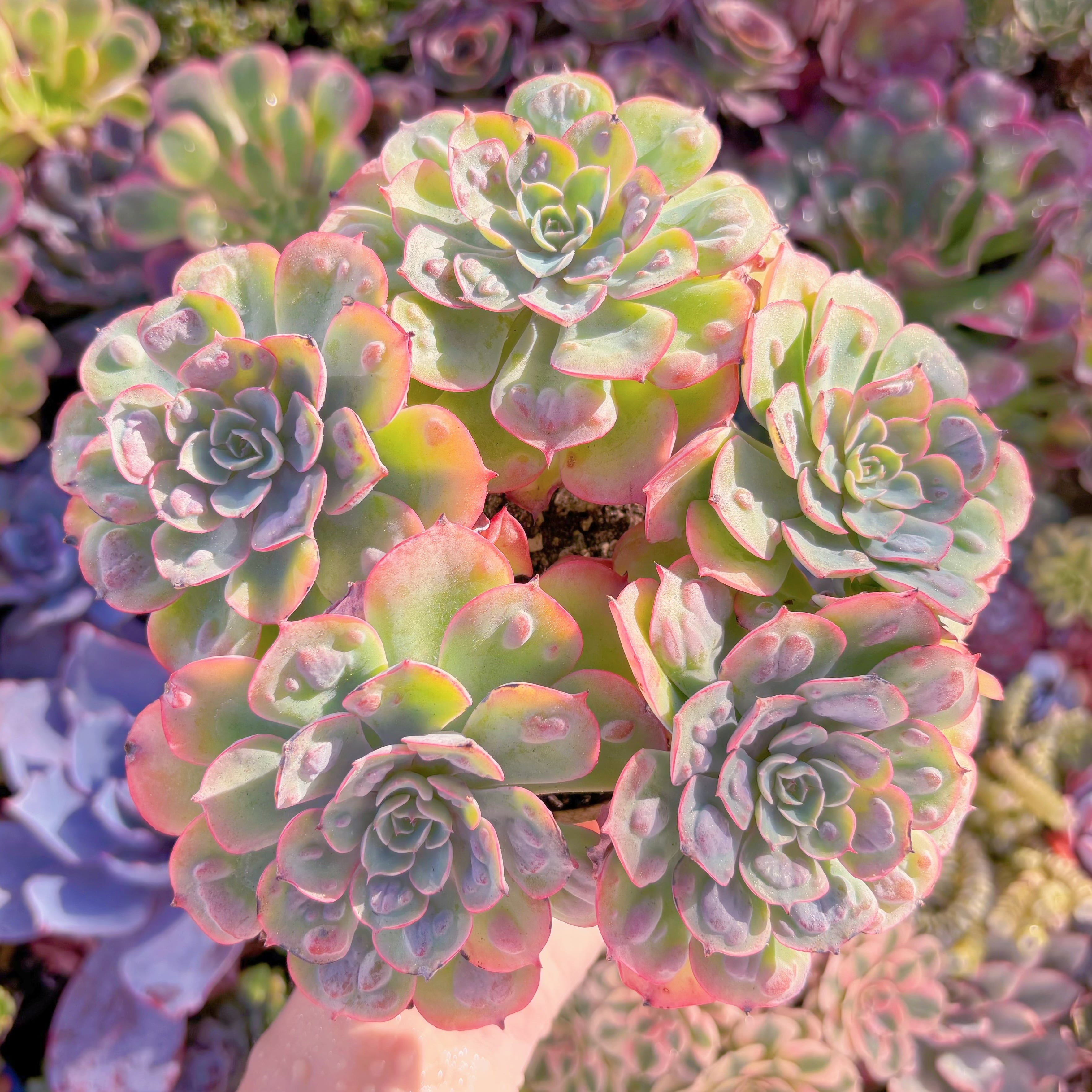 現品　ビヨンセ#A051　理想的な株姿　在庫僅少　大群生　新入荷　るる農園