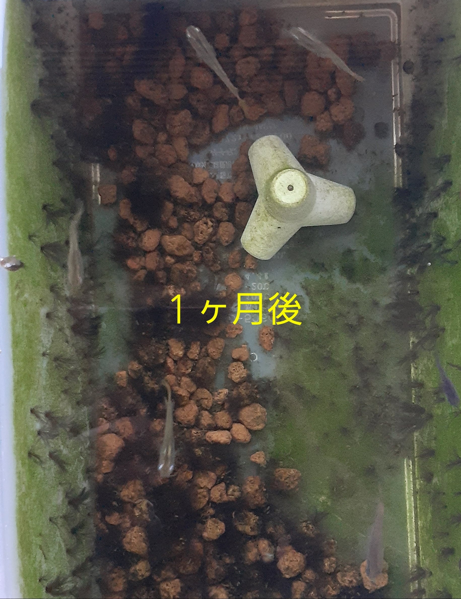 テトラポット 水槽内の水がキレイに保てるテトラポット 針子飼育に | SAKURA3DLAB