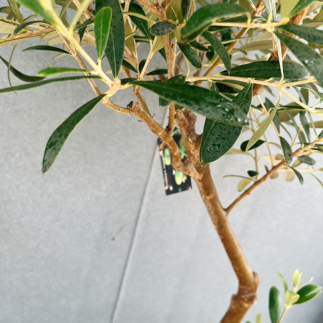 現品］15番 創樹 オリーブ ネバディロブランコ 6号 観葉植物 屋外