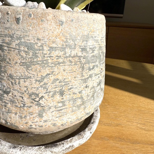 サンスベリア・ハニー