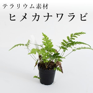 ヒメカナワラビ（シダ植物）　苔テラリウム作製用素材