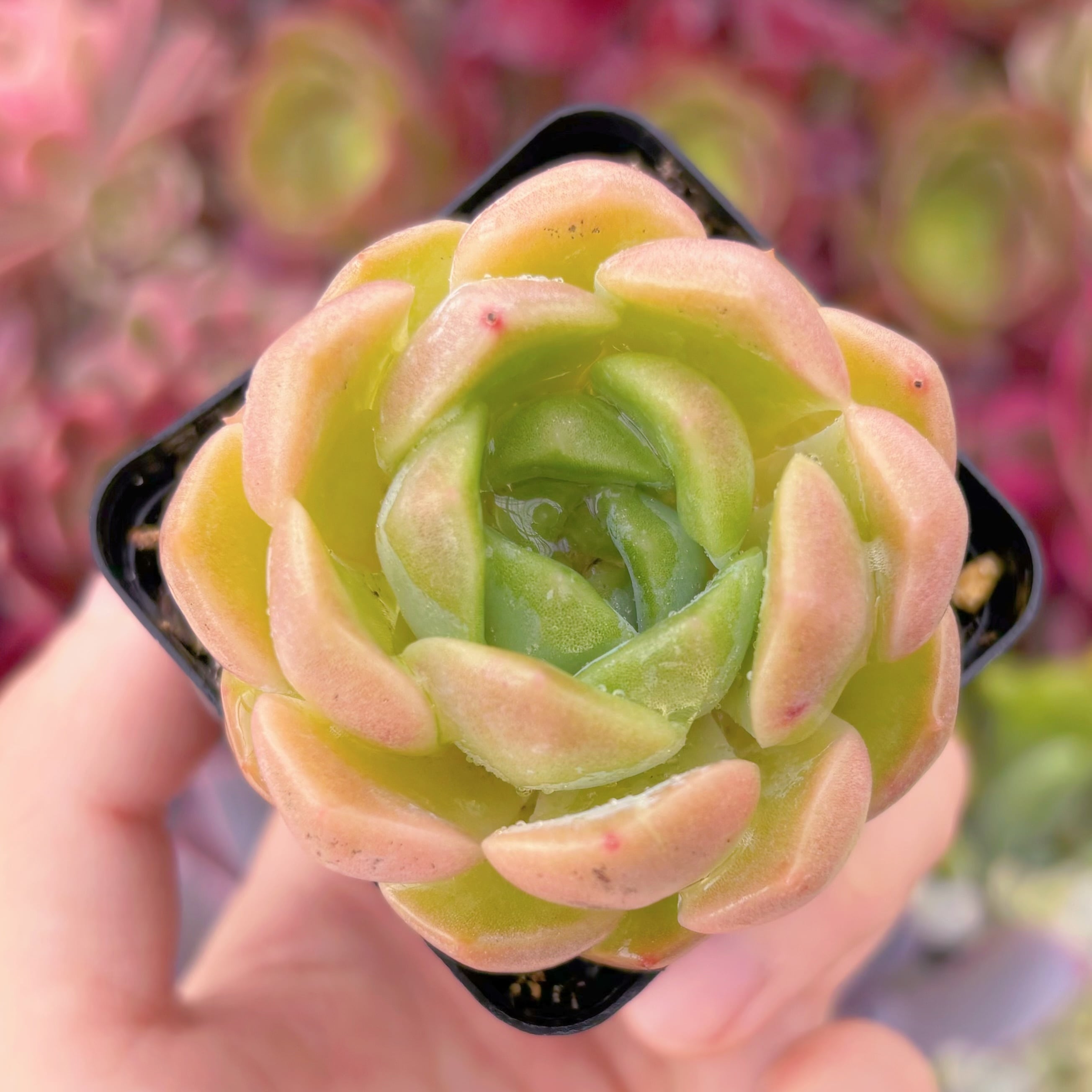 現品　ホワイトスノー#265　るる農園