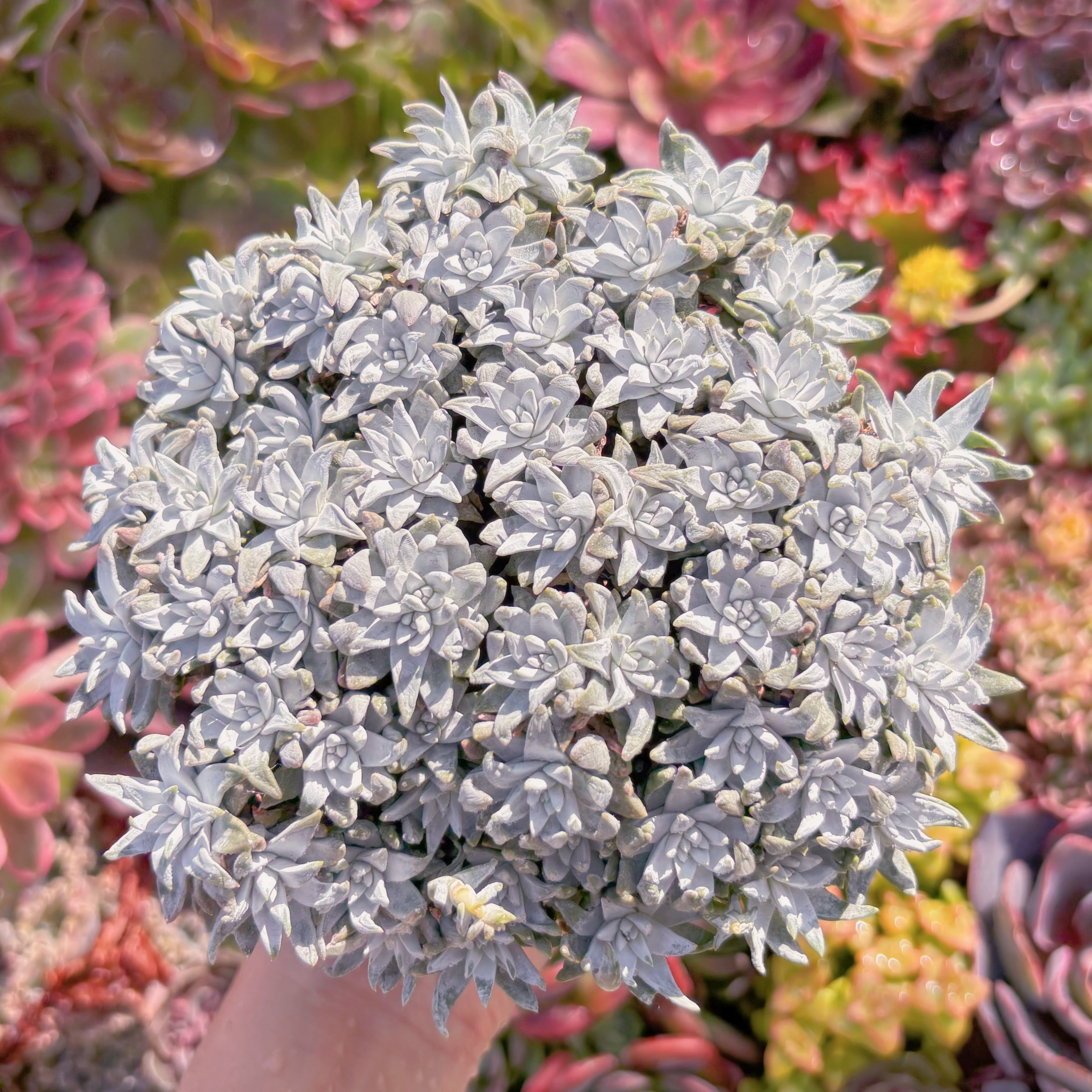 多肉植物　白菊 ダドレアグノマ　大群生　新入荷　るる農園