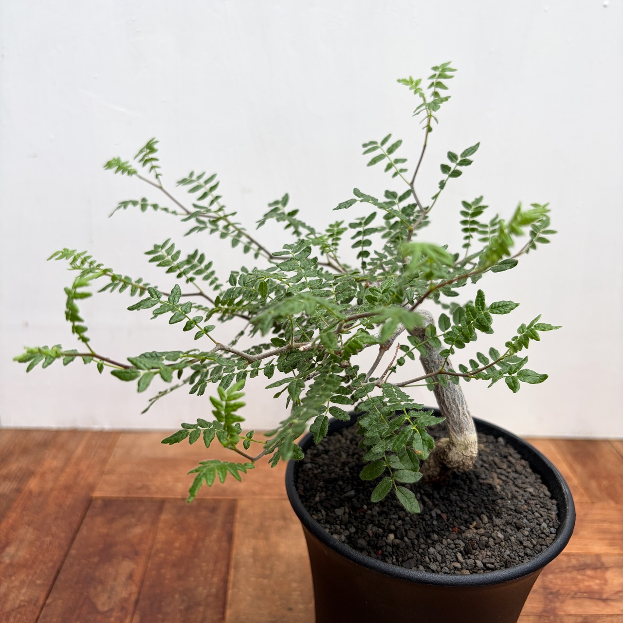 Commiphora monstruosa【コミフォラ・モンストローサ・実生】