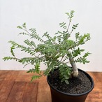 Commiphora monstruosa【コミフォラ・モンストローサ・実生】