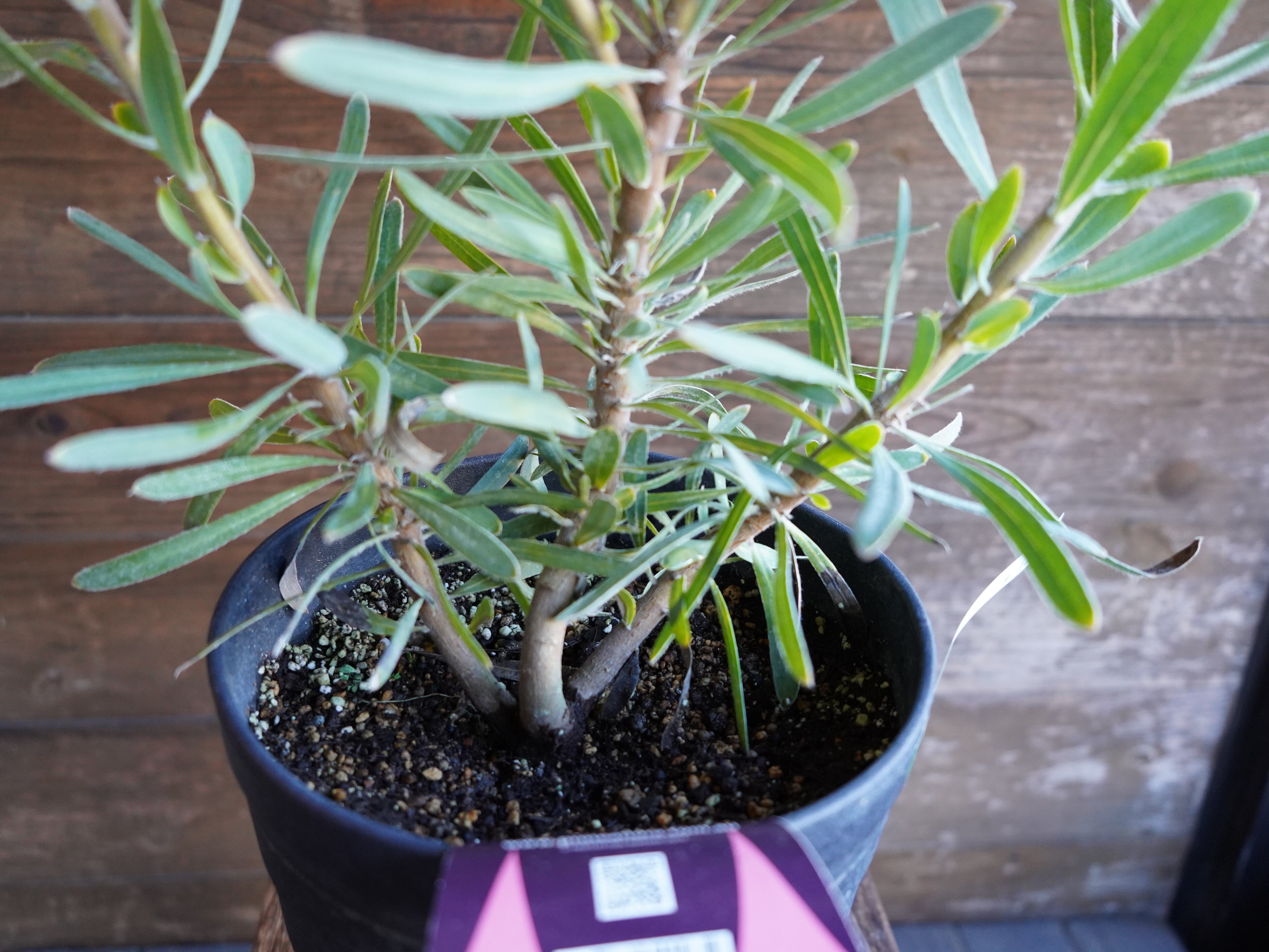 【現物】プロテア ”エクリプス”