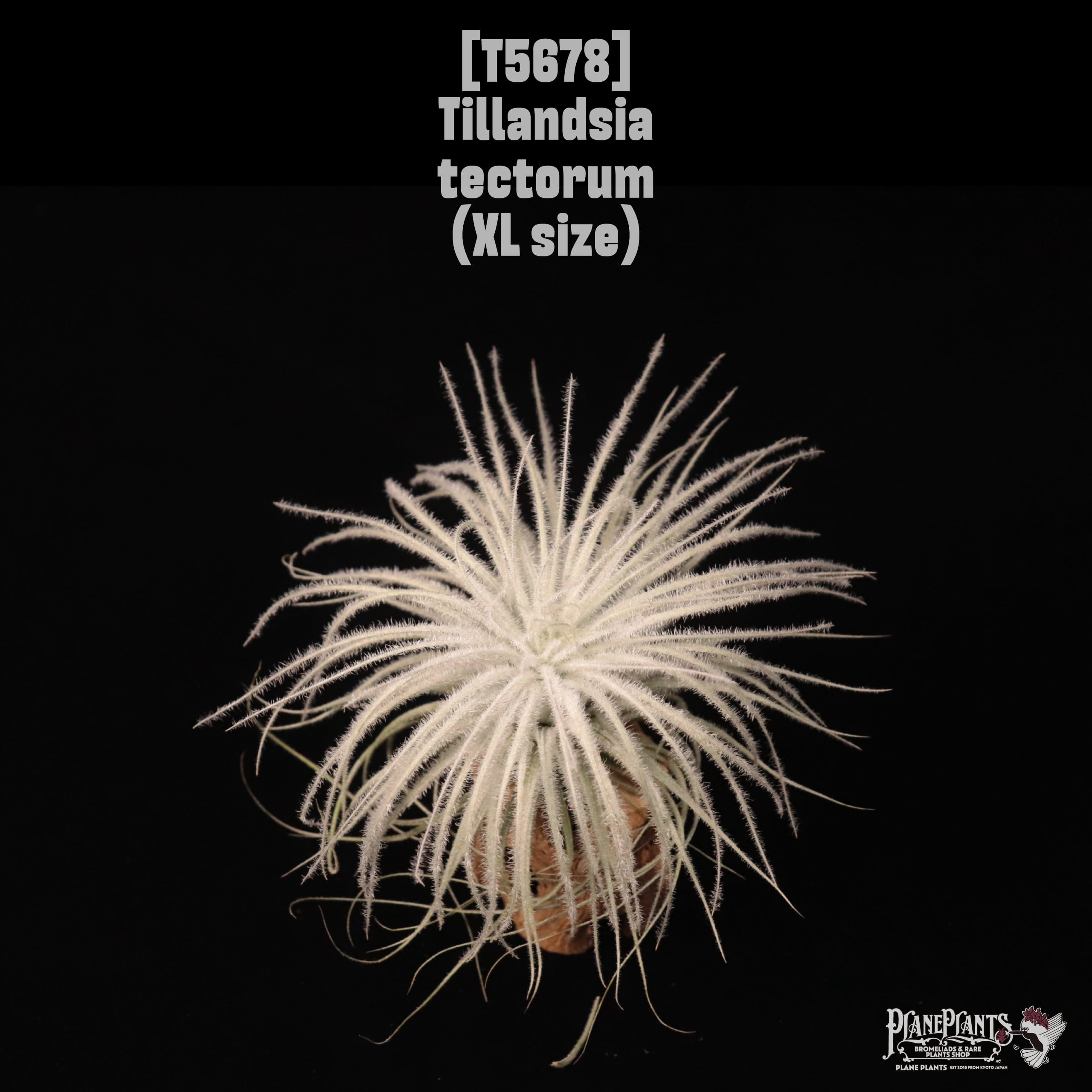 【送料無料】tectorum XL〔エアプランツ〕現品発送T5678