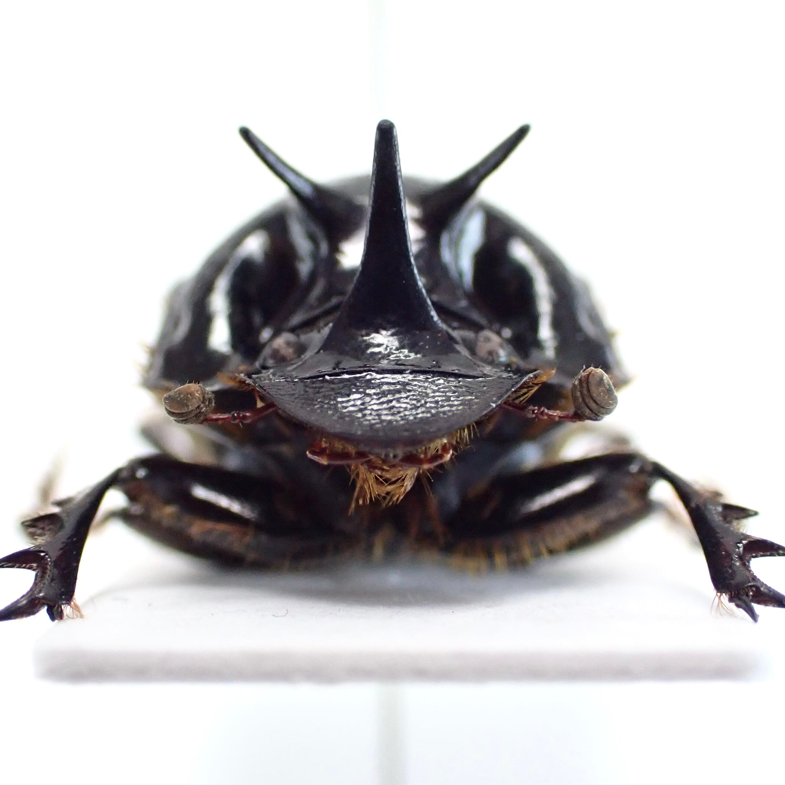 オーストラリア産 Onthophagus ferox ♂ 16mm | 昆虫標本 Diggers