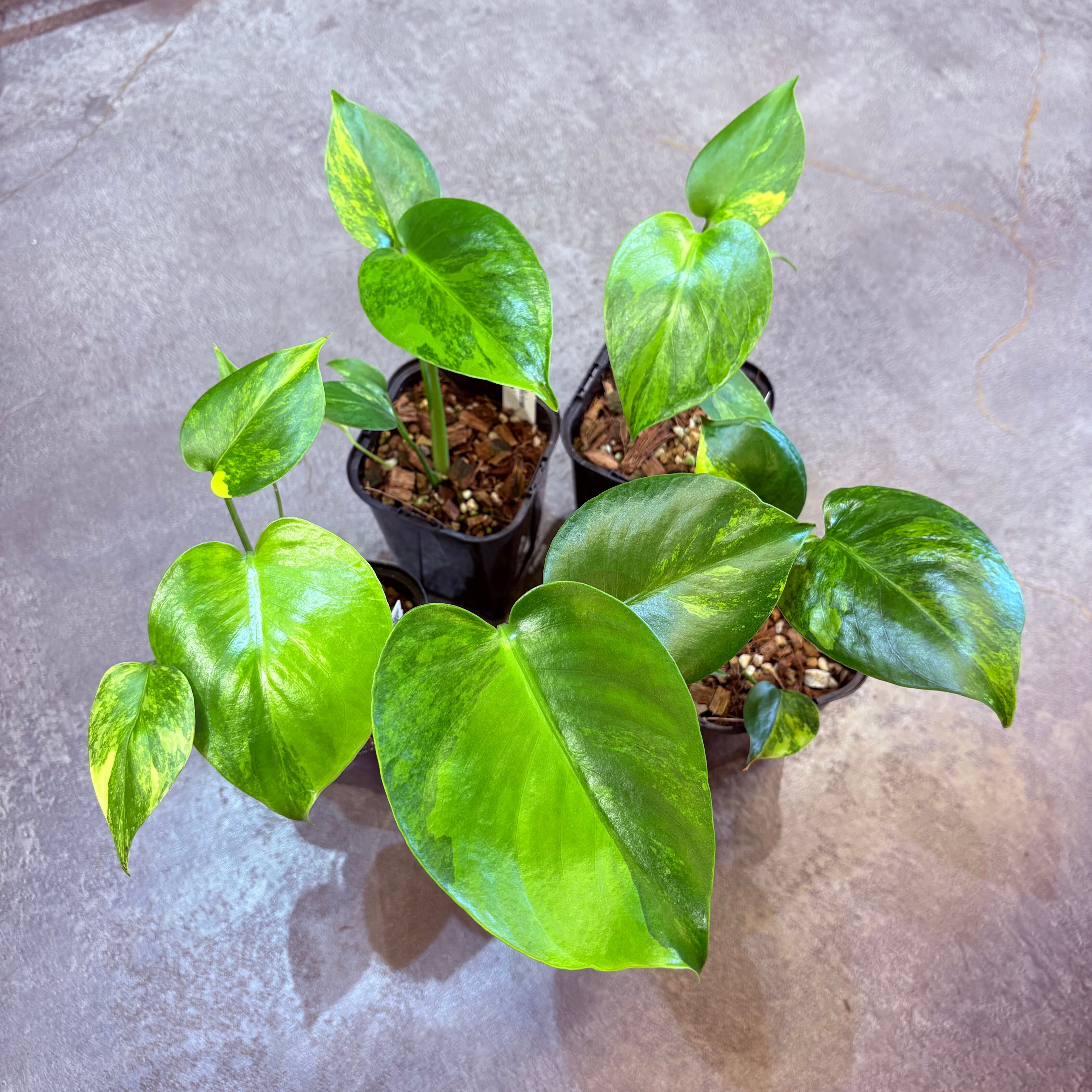 モンステラ デリシオーサ イエローマリリン 3.5号 | Green Vibes