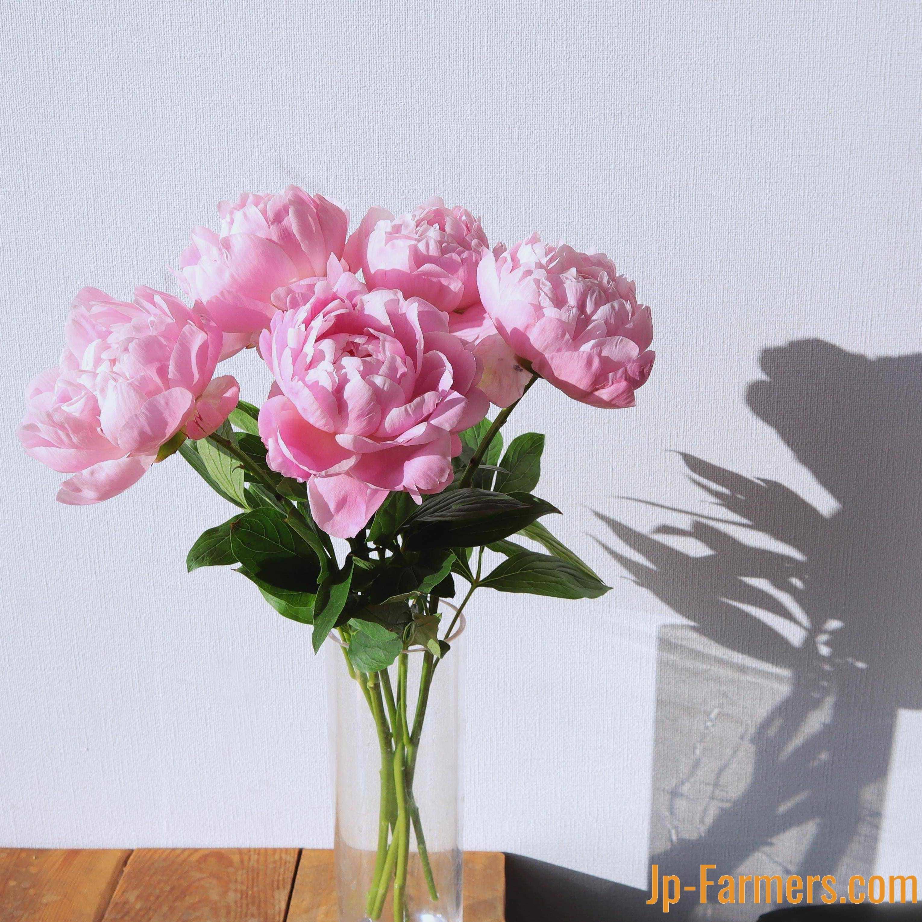 あなん農協 芍薬 ルーズベルト 八重咲 10本 Jp Farmers Com