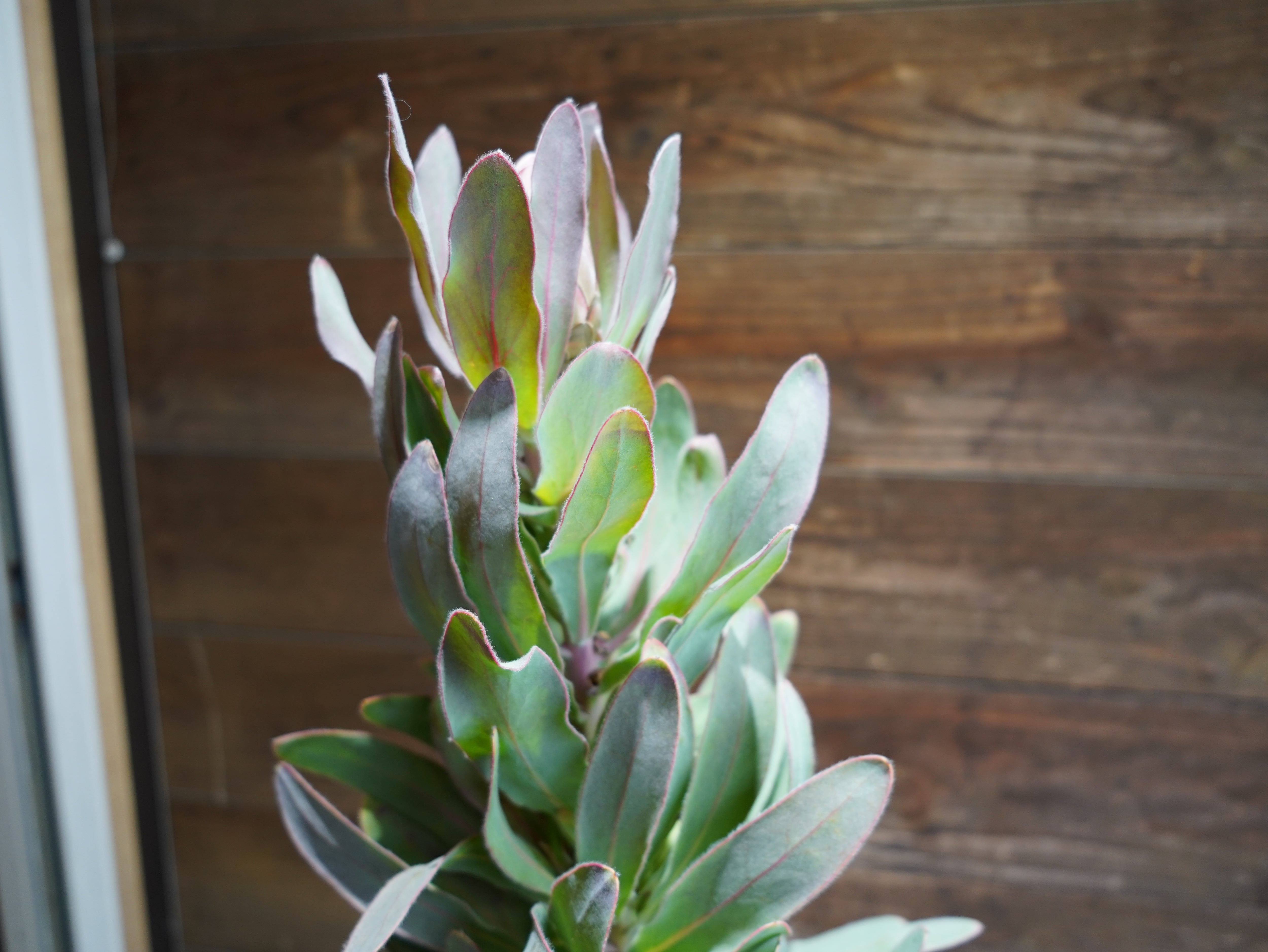 【現物】プロテア ”シルビア”　C