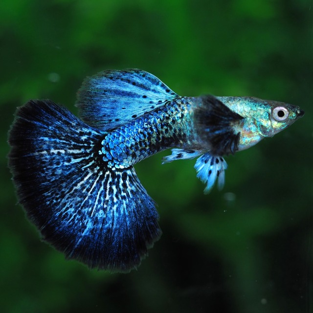 【現物】上物プラチナブルードラゴン　1ペア＋おまけ1ペア(No.2)