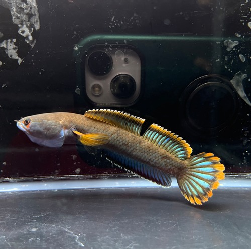 濃色極美 WILD 採取個体 タイ南部産 アイス（アイズ）ファイヤースネークヘッド 現物個体 No1