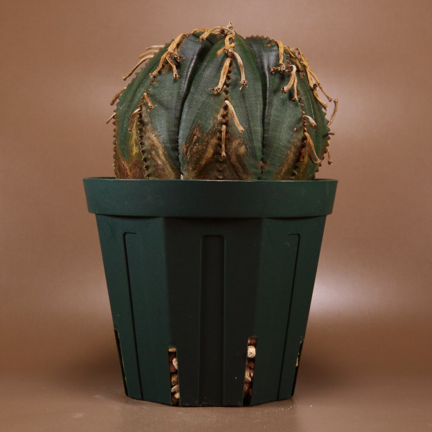 ユーフォルビア オベサ 超大株 美形 巨大 2株 販売 ユーフォルビア