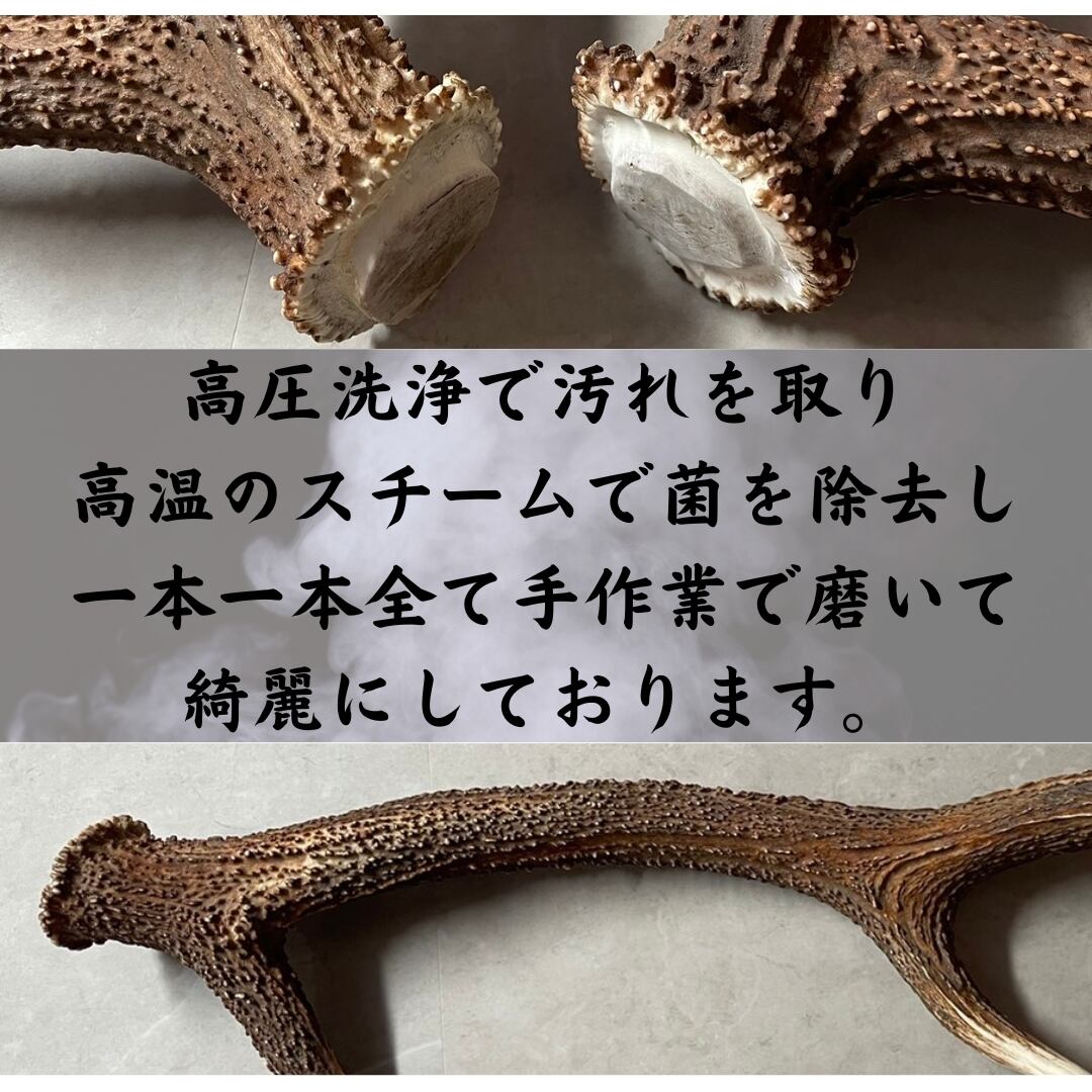 北海道産えぞ鹿角55本 小