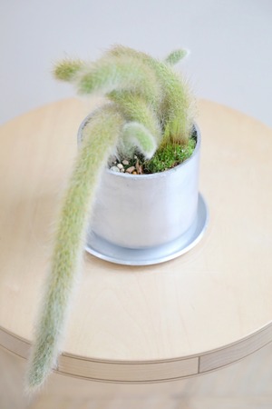 【M】ヒルデウィンテラ カラデモノニス/Hildewintera colademononis