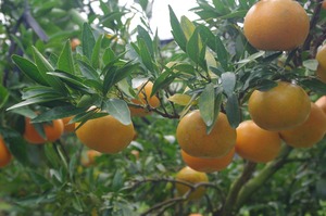 【特典つき】旬の柑橘セット 5kg【河内晩柑、紅甘夏、日向夏、なつみ、清美　などから3種類以上】