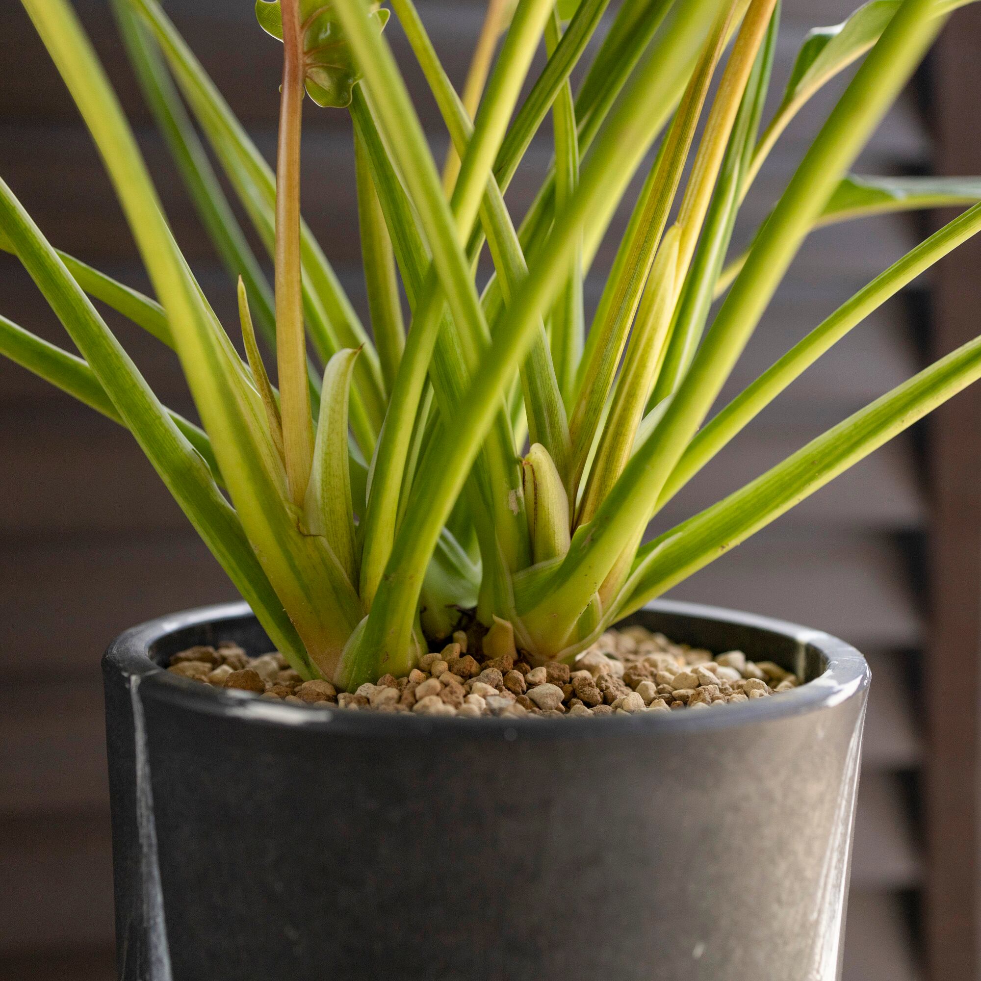 斑入り クッカバラ ライム Philodendron Kookaburra フィロデンドロン