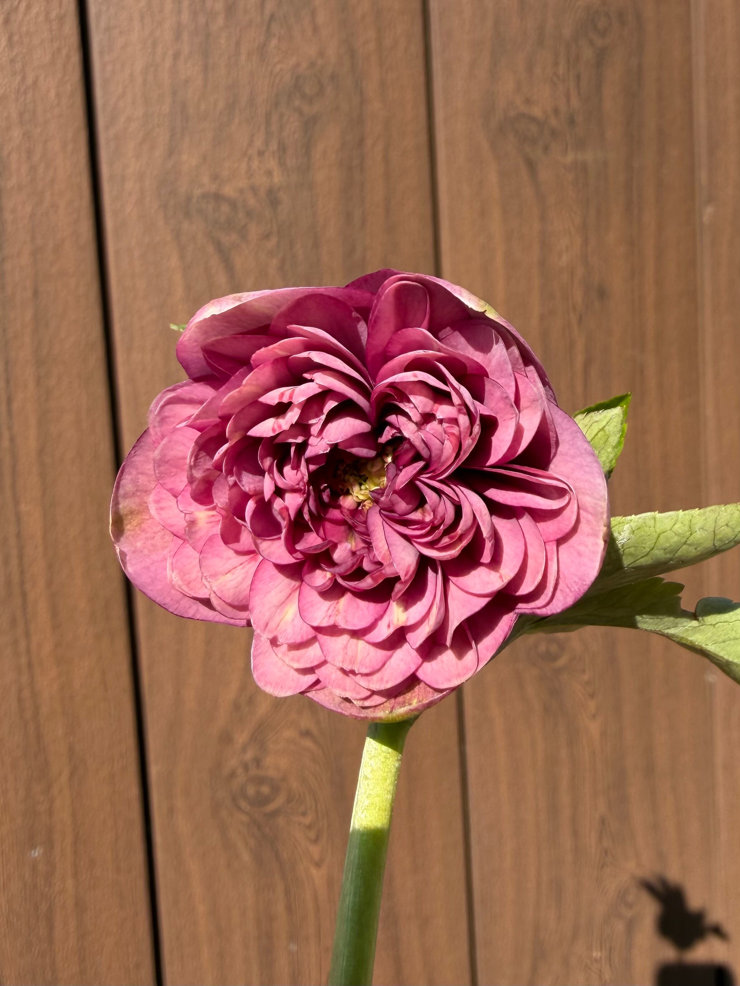 クォーターロゼット咲き超多弁 吉田園芸 クリスマスローズ【Yd01】送料